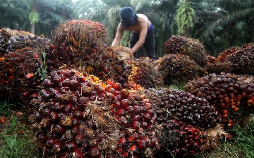 Harga TBS Sawit Plasma di Riau pekan ini kembali naik.(ilustrasi/int)